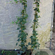 Hedera hibernica 125-150 cm 2,0L