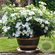 Hydrangea Runaway Bride 20-25 cm 2,0L