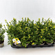 Ilex crenata Dark Green 10-15 cm P9 struik