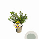 Ilex crenata Dark Green 10-15 cm P9 struik