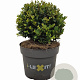 Ilex crenata Dark Green 15 cm 2,0L bol potgekweekt