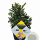 Ilex crenata Dark Green 20 cm op 2,0L struik potgekweekt