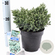 Juniperus squamata 'Blue Star' 20-25 cm 3,0L