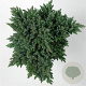 Juniperus squamata 'Blue Star' 25-30 cm 5,0L