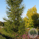 Larix kaempferi 80-100 cm 5,0L