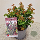 Leucothoe axillaris 'Curly Red' 20-25 cm 2,5L