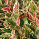 Leucothoe Firestar 20-25 cm 2,0L