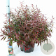 Leucothoe keiskei Burning Love 40-50 cm 15L