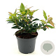 Leucothoe Lovita 25-30 cm 2,0L