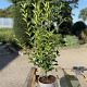 Ligustrum ovalifolium 60-80 cm 2,0L