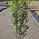 Ligustrum ovalifolium 125-150 cm 10L