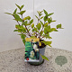 Lonicera fragrantissima 25-30 cm 2,5L