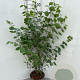 Lonicera xylosteum 60-80 cm 5,0L