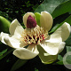 Magnolia obovata 200-250 cm 10L