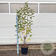 Malus 'Golden Hornet' 100-120 cm 10L