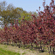 Malus 'Profusion' 200-250 cm draadkluit meerstammig