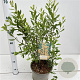 Myrica gale 40-50 cm 4,0L