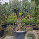 Olea europaea 60-70 cm cont. 285L solitair