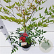 Nandina d. 'Richmond' 40-50 cm 2,5L