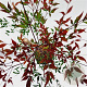 Nandina d. Summer Sunset 40-50 cm 2,5L