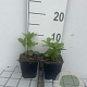 Pachysandra terminalis GM P9