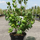 Philadelphus 'Virginal' 80-100 cm 10L