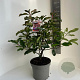 Photinia fraseri 'Camilvy' 50-60 cm 5,0L