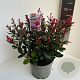 Photinia fraseri 'Little Red Robin' 30-40 cm 5,0L
