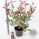 Photinia fraseri Louise 60-70 cm 5,0L