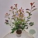 Photinia fraseri 'Red Robin' 90-100 cm 5,0L