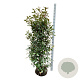 Photinia fraseri 'Red Robin' 150-175 cm met kluit extra