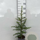 Picea abies 40-60 cm 2,0L