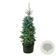 Picea pungens 'Edith' 225-250 cm cont. 230L solitair