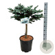 Picea pungens 'Glauca Globosa' 40 cm stam 15L kroon 50-60