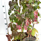 Parthenocissus quinquefolia 70-80 cm 2,5L