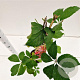 Parthenocissus quinquefolia 70-80 cm 2,5L