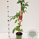 Parthenocissus quinquefolia 70-80 cm 2,5L
