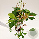 Parthenocissus quinq.engelmannii 70-80 cm 2,5L