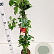 Parthenocissus quinq.engelmannii 70-80 cm 2,5L