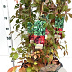 Parthenocissus quinq.engelmannii 70-80 cm 2,5L