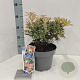Pieris 'Flaming Silver' 25-35 cm 5,0L