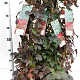 Parthenocissus tr. 'Veitchii' 70-80 cm 2,5L