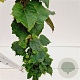 Parthenocissus tr. 'Veitchii' 70-80 cm 2,5L
