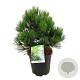 Pinus heldreichii 'Compact Gem' 40-50 cm 15L