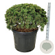 Pinus mugo 'Mumpitz' 80-100 cm cont. 110L solitair