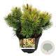 Pinus mugo 'Winter Gold' 30-40 cm 15L