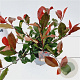 Photinia fraseri 'Little Red Robin' 20-30 cm 2,5L