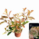 Photinia fraseri 'Red Robin' 40-50 cm 2,5L