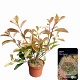 Photinia fraseri 'Red Robin' 40-50 cm 2,5L