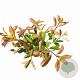 Photinia fraseri 'Red Robin' 40-50 cm 2,5L